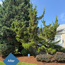 Pruning-Weeding-Mulch-Installation-in-Stratford-CT 2
